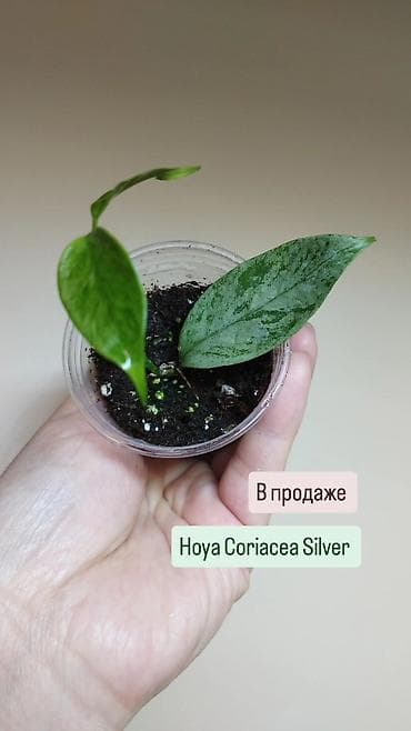 В продаже Scindapsus Peasun, Hoya Bahoi, Hoya Coriacea Silver, Hoya