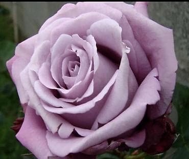 глоксиния гулу: Саженцы Самовывоз — 5