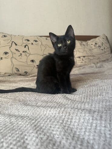 отдам котенка в добрые руки: 3 месяца, Девочка, Приучена к лотку — 8