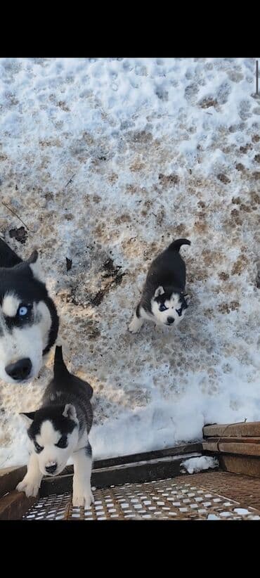 продажа собак в бишкеке: Продаю щенков сибирской хаски. 2 шт мальчики возраст 1 месяц. цена — 3
