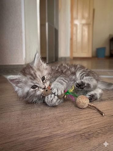 мейкун кошка: Пушистый котёнок породы мейн-кун, окрас серебристый мрамор — 3
