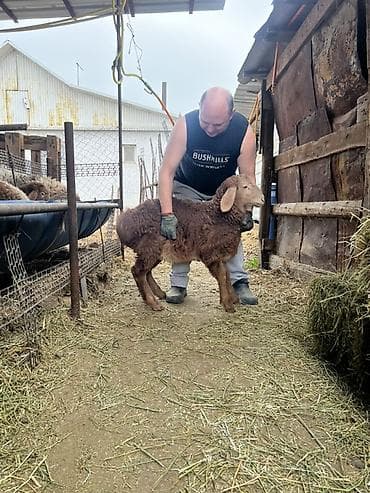 сельскохозяйственные животные продажа: Продаю | Баран (самец) | Арашан | Для разведения | Племенные — 2