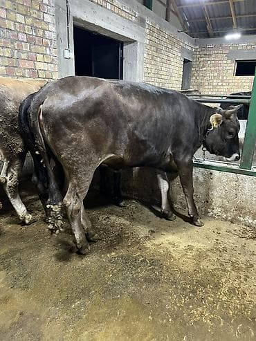 кукурузные хлопья: Продаю | Корова (самка) | Алатауская, Бельгийская, Абердин-ангус | Для молока | Племенные — 7