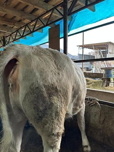 Собаки: Продаю | Тёлка | Алатауская | На забой | Не стельные — 3