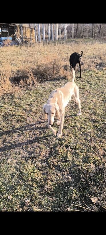 отдам охотничью собаку в хорошие руки: Эркек тайган 2-жаш рабочий - Стройный, высоконогий тип с длинной — 2