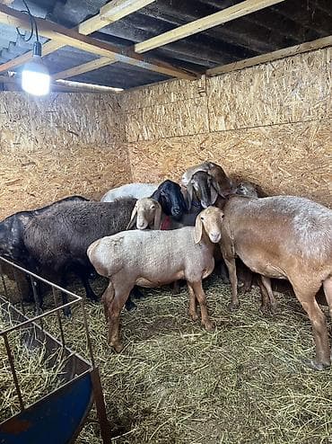 Айыл-чарба жаныбарлары: Сатам | Ургаачы кой (ургаачы) | Арашан | Көбөйтүү үчүн | Бооз, Ургаачы, Токту — 5