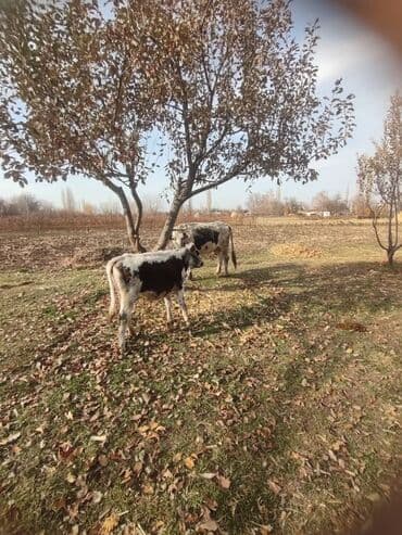 Собаки: Продаю | Корова (самка) | Для молока | Привязанные — 1