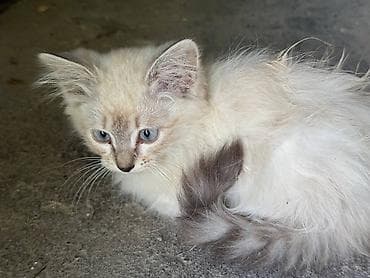 кошки парода: Возьмите кошку - котят в добрые руки! Котятки с голубыми глазами и — 1