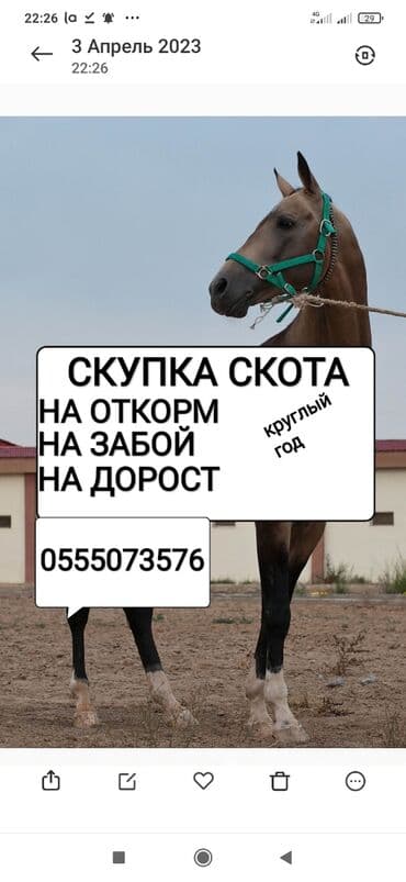 хмонг собака цена россия: Сатып алам | Уйлар, букалар, Жылкылар, аттар | Күнү-түнү, Бардык шартта, Союлган — 1