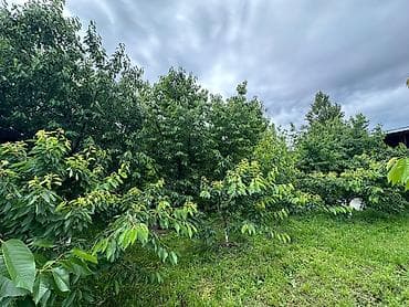 вишня ягода: 🍒 Продаётся крупная, качественная черешня! ✔️ Очень большие плоды — 6