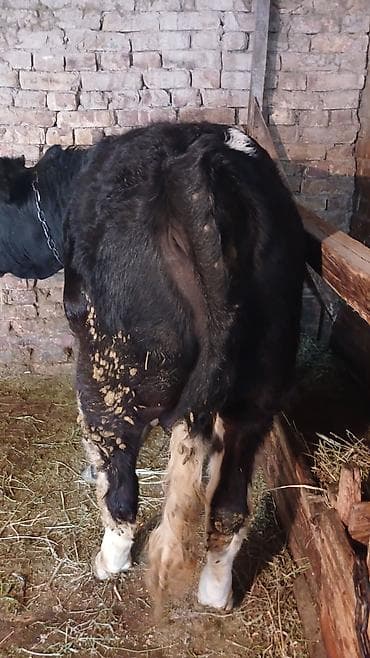 животные ош: Продаю | Бык (самец) | Полукровка | На откорм | Привязанные — 3