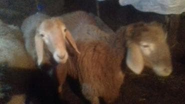 верблюд цена бишкек: Продаю | Баран (самец) | Полукровка | На забой, Для разведения, Для шерсти | Племенные, Осеменитель — 4