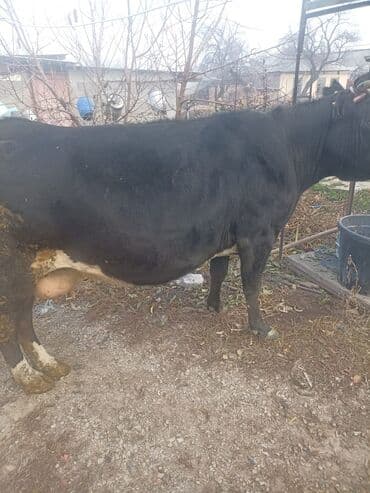 куплю домашнее животное: Продаю | Корова (самка) | Голштин | Для разведения | Привязанные — 9