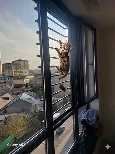 решетки на окон: Решетки для окон, Другой тип решетки, На заказ — 2