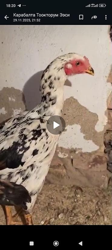 бойцовые даканы: Продаю | Петух | Бойцовая | Для разведения — 7