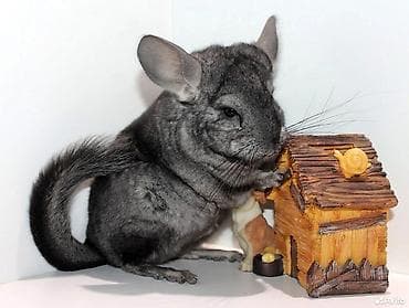 В продаже молодые шиншиллы домашнего разведения, им 3 месяца .Ручные at lalafo.kg В продаже молодые шиншиллы домашнего разведения, им 3 месяца .Ручные