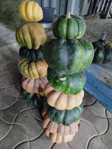 тыквенные семечки цена бишкек: Тыквы КОРМОВАЯ. СВЕЖАЯ ЭТОГО ГОДА. Цена 6 сом. С доставкой!!! — 3
