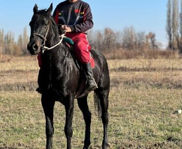 жылкы лошадь: Продаю | Конь (самец) | Конный спорт — 8