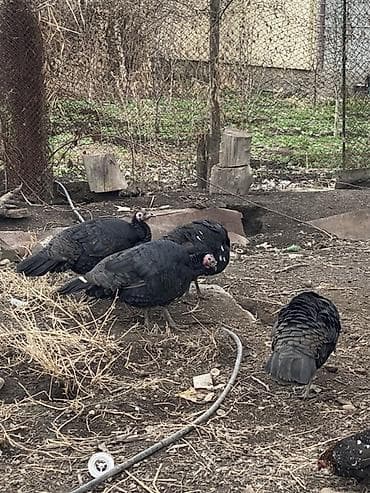 скупка животных: Продаю | Индюк (самец), Индюшка (самка) | Для разведения | Племенные — 2