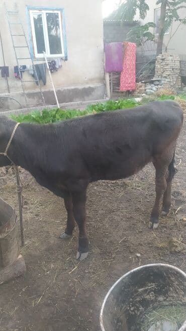 мышык фото: Сатам | Музоо | Көбөйтүү үчүн — 2