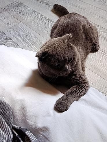 шотландский скоттиш страйт: Шотландский вислоухий кот(Scottish Fold), - Вязка Мальчик серый — 4
