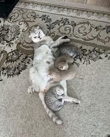 Животные: Шотландские вислоухие котята от настоящей красавицы(Scottish Fold) — 1