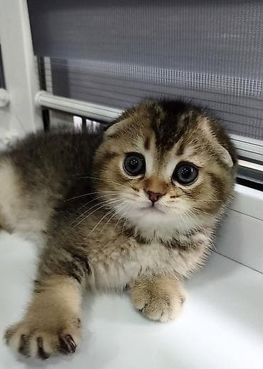 Скотиш Фолд (Шотландская вислоухая), 2 месяца, Мальчик