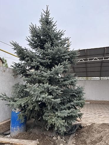 Ель голубая (колючая, Picea pungens ‘Glauca’) — крупномер для