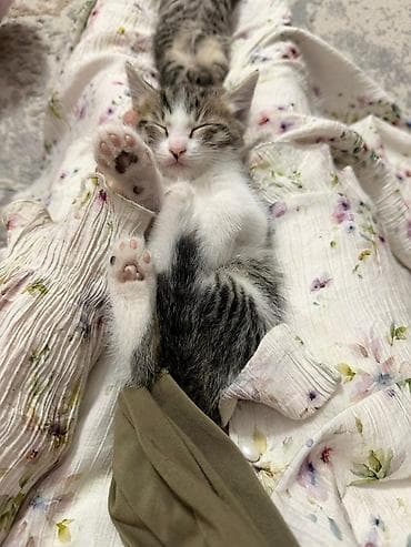 котята мейн кун купить: Беспородная, 1 месяц, Мальчик, Приучена к лотку — 3