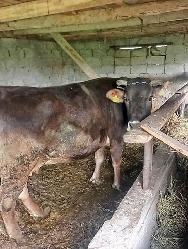 декаративни карликовой кури: Продаю | Корова (самка) | Для молока | Привязанные — 4