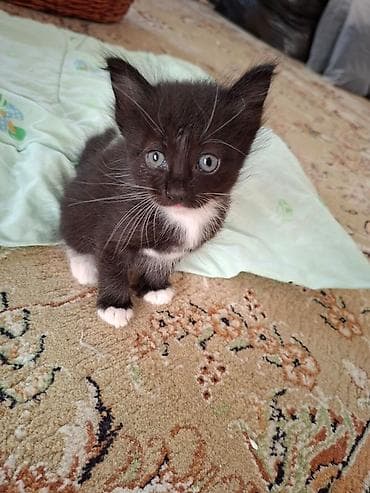Мышыктар: Отдаем котят в добрые руки малышам 1 месяц — 4