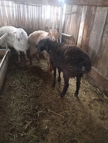 ягнята бараны: Продаю | Баран (самец) — 3