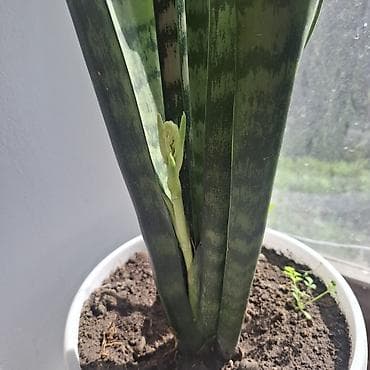 цветок герань: Сансевиерия (Sansevieria trifasciata, «щучий хвост») в горшке. - — 2