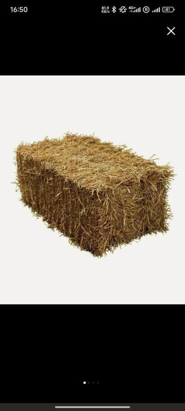 далматинец цена: Арпа саман сатылат ото оор!!! Продается солома ячменя очень плотный!!! — 3