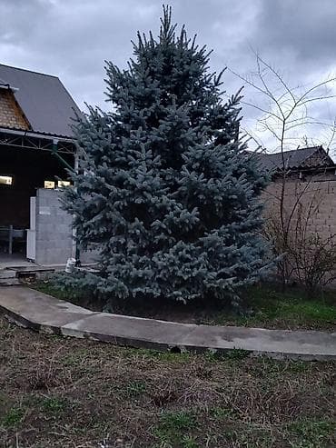 Ель голубая (Picea pungens ‘Glauca’) — декоративное хвойное дерево с