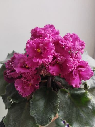 семена арбузы: Продаю фиалки есть детки — 1