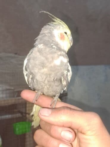 кошки мальчик: Волнистые попугаи и кореллы (нимфы) - Варианты окраса волнистых — 3