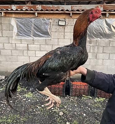 тайган против питбуля: Продаю | Петух | Бойцовая | Для разведения — 3