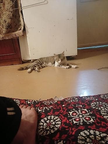 кошки балыкчы: Найден кот — 2