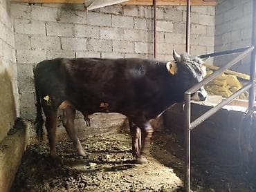 сом рыба: Продаю | Бык (самец) | На откорм — 3