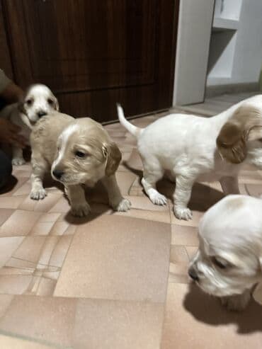 купить собаку объявления: Кокер-спаниель, 1 месяц, Самец — 1