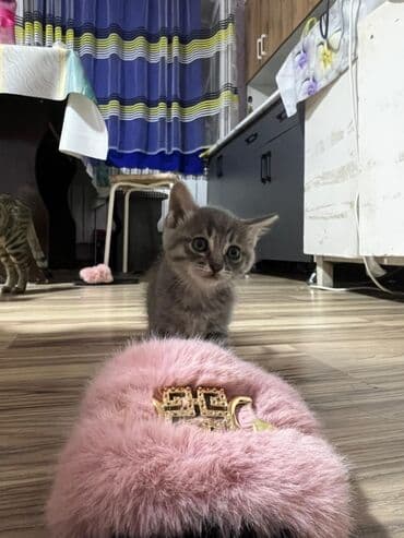 вислоухая кошка сколько стоит: Очаровательные котята серого окраса (табби) с выразительными глазами и — 6