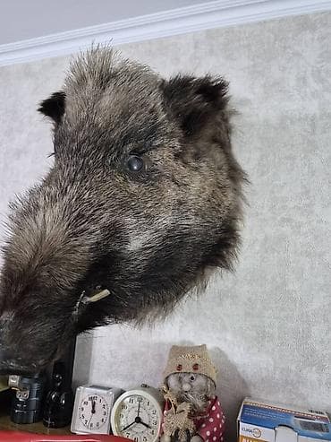 ат алам: Продаётся чучело кабана — 3