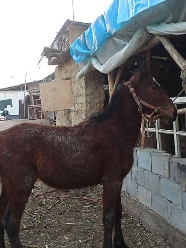 Аквариумы: Продаю | Жеребенок | Рабочий — 4