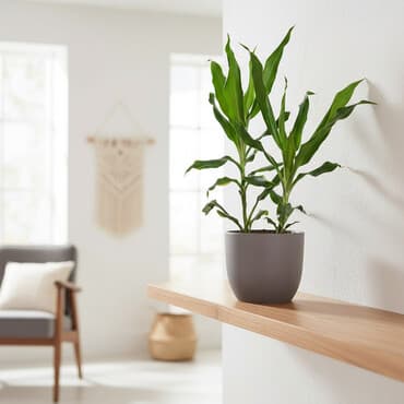 ёлка бишкек: Продам цветок, высота чуть более метра. Прекрасно украсит ваш — 1