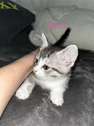 чижил: Котята домашние, окрас классический табби в разных вариантах. На фото — 1