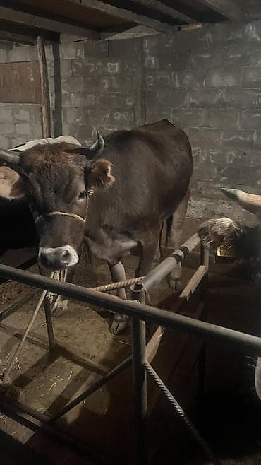продаю корову: Продаю | Корова (самка), Бык (самец) — 5