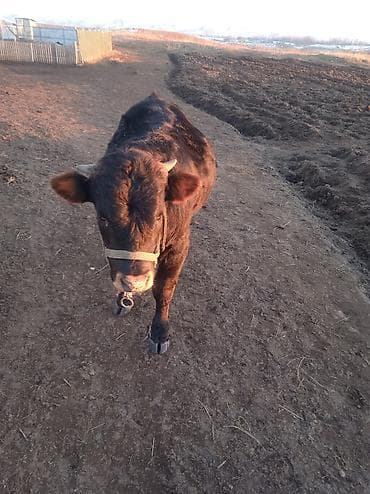 канадская: Перегной самовывоз На Иссык Куле Бесплатно — 1