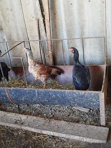 Кошки: Продаю | Петух | Бойцовая | Для разведения — 7