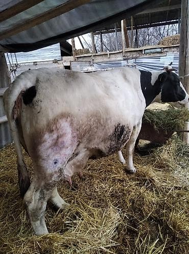 уй кой: Продаю | Корова (самка) | Для молока — 2